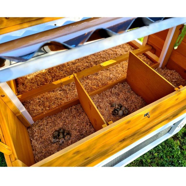 Poulailler Toit Renforcé M toit plastique 6 à 8 poules