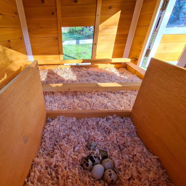 Poulailler Toit Renforcé M toit plastique 6 à 8 poules